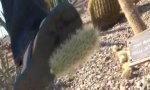 Angriff des Teddybär Kaktus