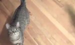 Lustiges Video : So erzieht man Katzen