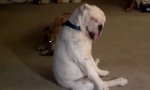 Funny Video : Blues Dog