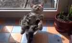 Funny Video : Chillout Cat