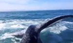 Lustiges Video : Whale Bitch Slap