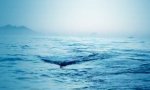 Lustiges Video : `Bujajka` ... Überraschungsaufnahme auf See