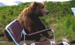 Lustiges Video : Begegnung mit einem Bär