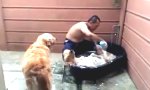 Funny Video : Ein wahres Hundeleben