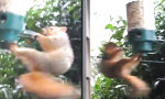 Lustiges Video - Eichhörnchen-Karussell