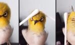 Wattestäbchen-Massage für kleinen Vogel