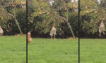 Lustiges Video - Chicken Workout unter’m Apfelbaum