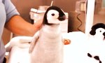 Hallo kleiner Pinguin