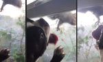 Funny Video : Ich hab Eichhörnchen zum Lecken gern