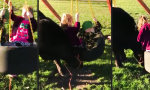 Lustiges Video : Kuh hilft auf dem Spielplatz aus