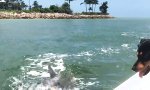 Lustiges Video : Delphin trifft Hund