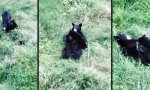 Lustiges Video : Bärenjunge schmeißen die Mama um