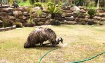 Funny Video : Der Emu und der Sprenkler