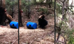Funny Video : Bärenkampf aus nächster Nähe