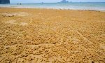 Lustiges Video : True Facts: Die Sandkugel-Krabbe