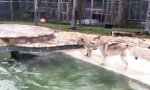 Funny Video : Wolf, Löwe und Bär spielten einmal im Pool...