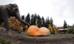 Lustiges Video : Dicke Halloween-Überraschung für Dickhäuter