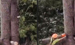 Lustiges Video : Baumfällen aus dringlichem Grund