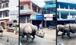 Lustiges Video : Gehen zwei Nashörner in Nepal spazieren