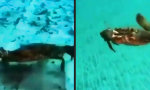 Lustiges Video : Die Krabbe dissen
