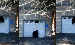 Lustiges Video : Bärenstarker Hausbesuch