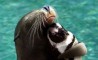 Fun Pic - Donnerstags Fun PicDump #8 - 18