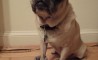Fun Pic - Donnerstags Fun PicDump #13 - 66