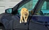 Fun Pic - Donnerstags Fun PicDump #60 - 111