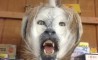 Fun Pic - Donnerstags Fun PicDump #66 - 78