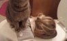 Fun Pic - Donnerstags Fun PicDump #131 - 16