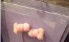 Fun Pic - Donnerstags Fun PicDump #173 - 4