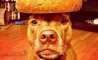 Fun Pic - Donnerstags Fun PicDump #177 - 74