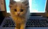 Fun Pic - Donnerstags Fun PicDump #177 - 98
