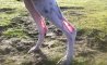 Fun Pic - Donnerstag Fun PicDump #345 - 29