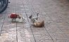 Fun Pic - Donnerstag Fun PicDump #353 - 74