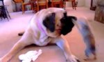Lustiges Video - Mastiff vs Chihuahua