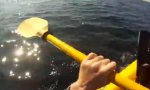 Kayak-Tour mit Blauwalen