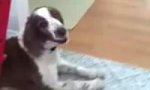 Funny Video : Bestimmung als Familienhund