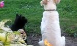 Movie : Tierische Massage