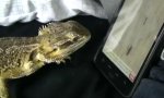 Funny Video - Bartagame spielt iPhone