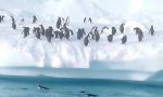 Movie : Pinguin Hochsprung
