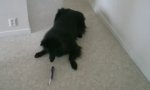 Hund vs Elektrostöckchen