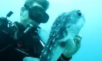 Lustiges Video : Kugelfischrettung