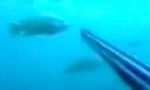 Lustiges Video : Owned beim Harpunenfischen