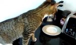 Katze und ihr Frühstücksproblem