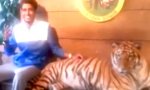 Lustiges Video : Tiger auf der Bank