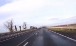 Lustiges Video - Gegen-Schwarm