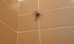 Spinnen-Bad