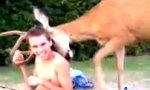 Lustiges Video : Oh Deer