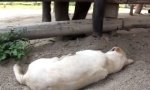 Lustiges Video : Baby-Elefant vs schlafender Hund